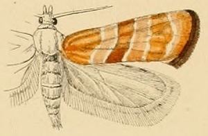 Cochylimorpha hedemanniana