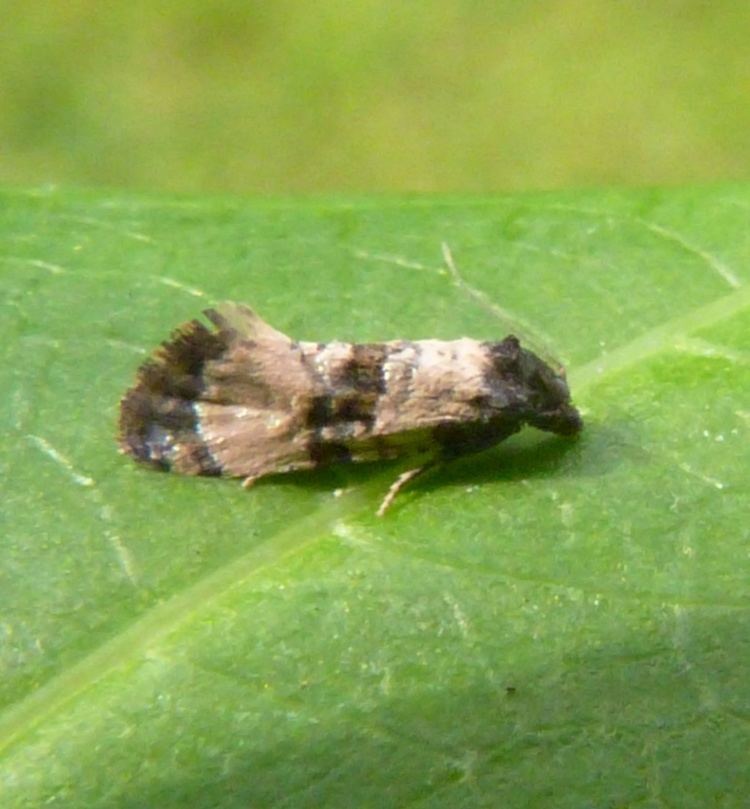 Cochylis Cochylis atricapitana Cochylis atricapitana NatureSpot