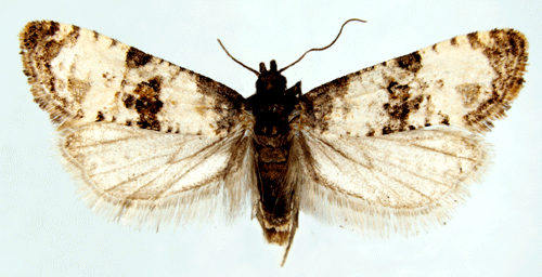 Cochylis Cochylis atricapitana Insecta Lepidoptera Tortricidae