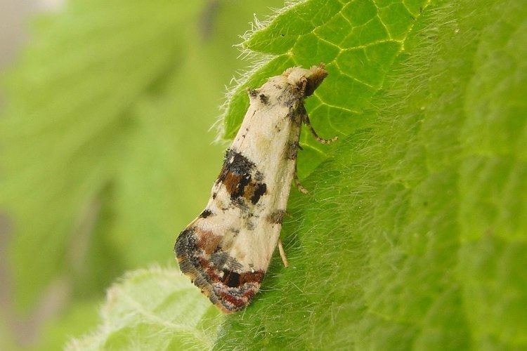 Cochylis Bestimmungshilfe des Lepiforums Cochylis Hybridella