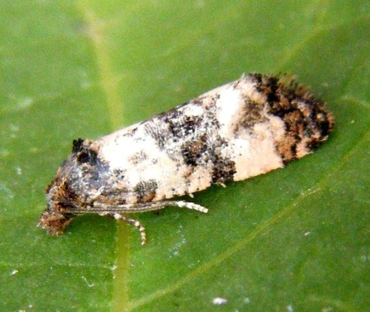 Cochylis Cochylis atricapitana Cochylis atricapitana NatureSpot