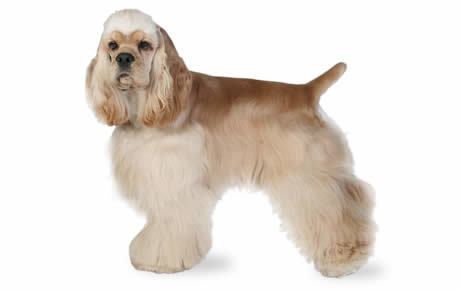 Cocker Spaniel Cocker Spaniel Dog Breed Information Pictures Characteristics