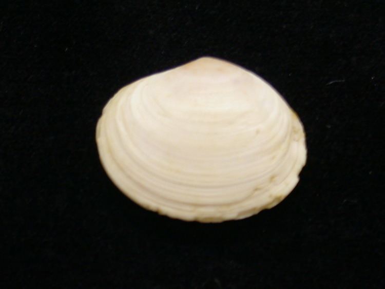 Cockle (bivalve) Holman Shell Collection