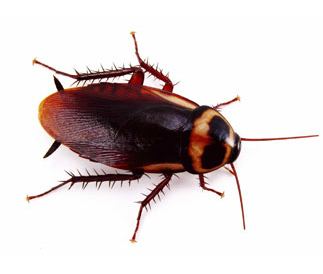 A cockroach facing to the left on a white background has black round eyes and a long antenna. dark brown carapace, six dark brown legs tipped with claws, a dark brown hairy cercus, and dark brown wings,