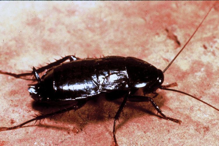 On a brown surface, a cockroach facing to its left has black round eyes, a dark brown head, a long antenna, a dark brown carapace, six dark brown legs tipped with claws, a dark brown hairy cercus, and dark brown wings.