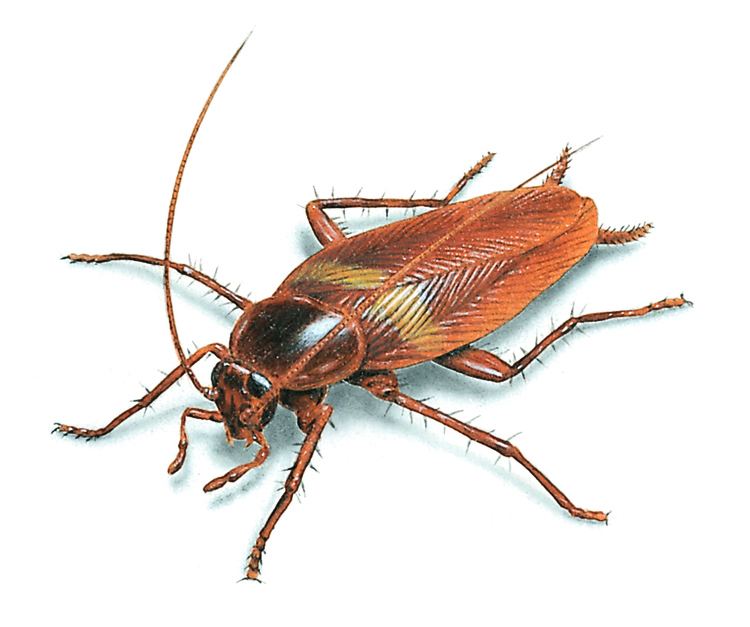 On a white background, a cockroach facing to its right has black round eyes, a long antenna, a brown carapace, six brown legs tipped with claws, a brown hairy cercus, and brownish-yellowish wings.