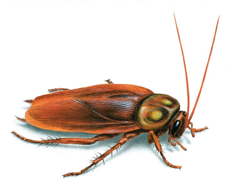 On a white background, a cockroach facing to the left has black round eyes, a long antenna, a brown carapace, six brown legs tipped with claws, a brown hairy cercus, and brownish-yellowish wings.