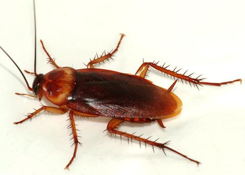 On a white background, a cockroach facing to the right has black round eyes, a long antenna, a brown carapace, six brown legs tipped with claws, a brown hairy cercus, and brown wings.