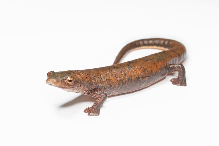 Cocle salamander