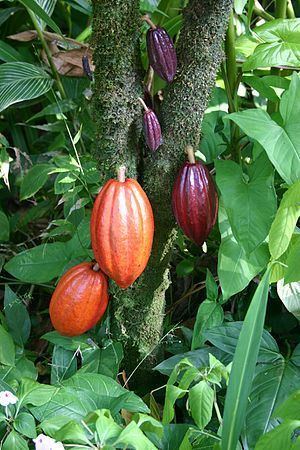 Cocoa bean Cocoa bean Wikipedia