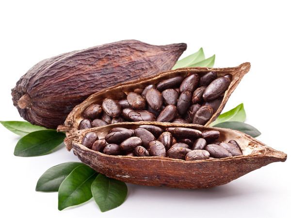 Cocoa bean agronigeriacomngwpcontentuploads201602COCO