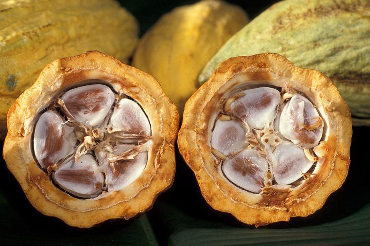 Cocoa production in Ivory Coast