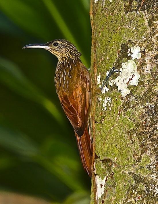 Cocoa woodcreeper - Alchetron, The Free Social Encyclopedia