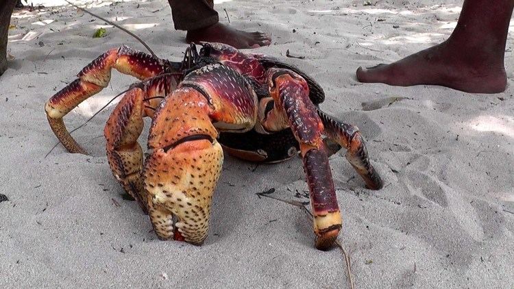 Coconut crab Giant Coconut Crab the largest land crab in the world YouTube