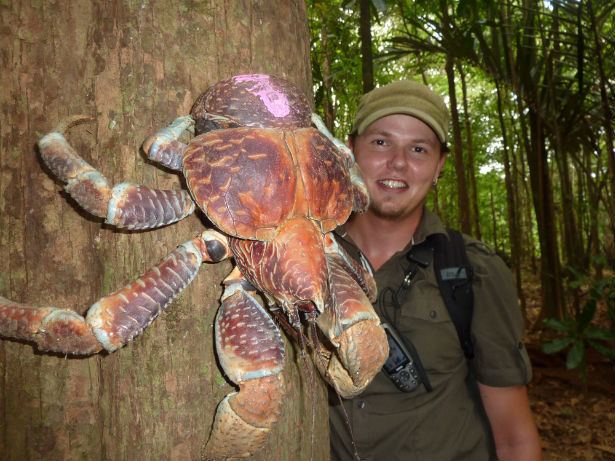 Coconut crab Miracles of Weird The Coconut Crab Nerdist