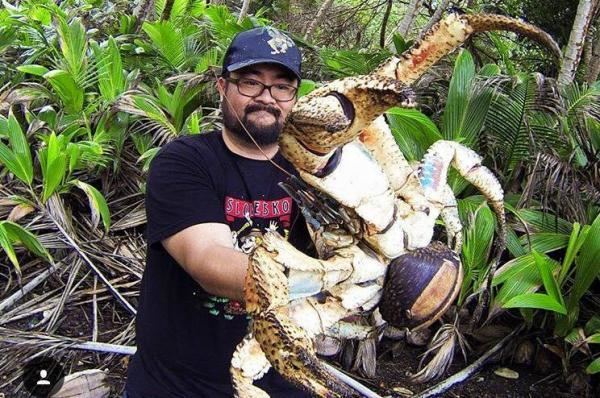 Coconut crab Look Huge coconut crab caught in Australia UPIcom