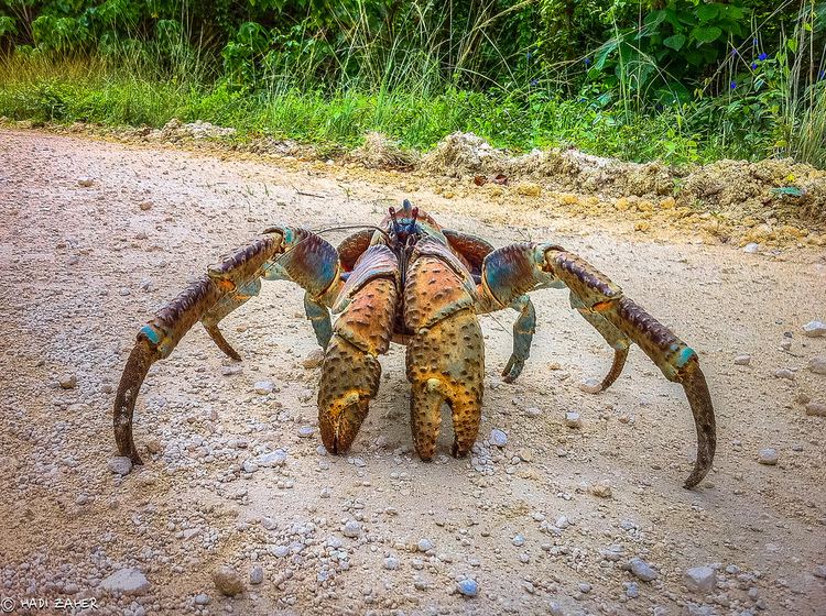 Coconut crab 1000 ideas about Coconut Crab on Pinterest Mantis shrimp Crabs