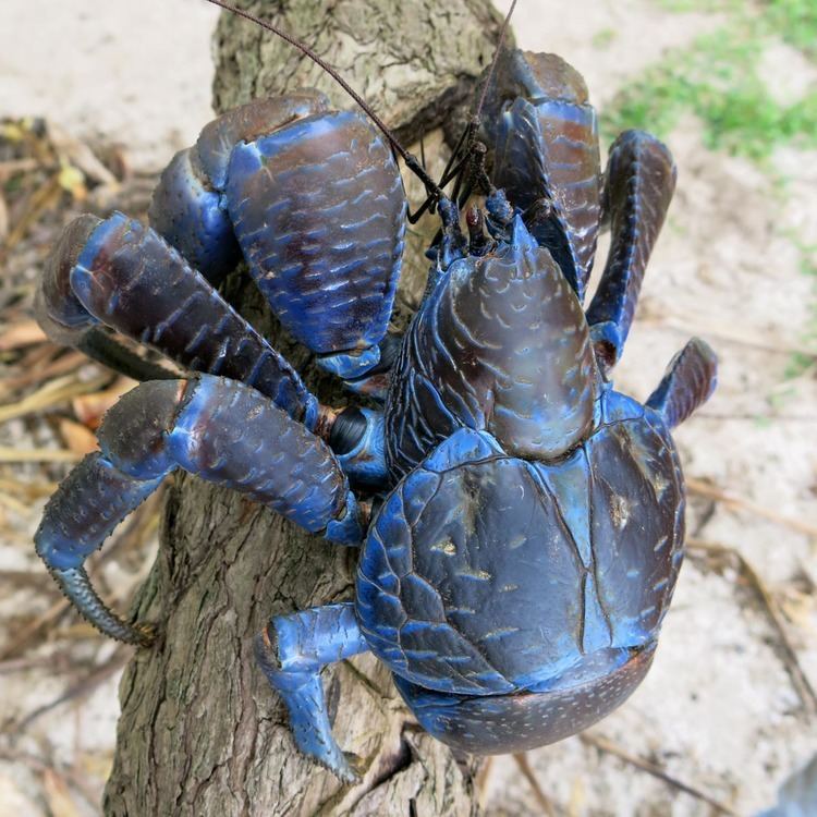 Coconut crab Coconut Crab the Mother of Nopes Album on Imgur