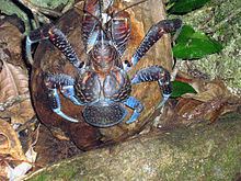 Coconut crab httpsuploadwikimediaorgwikipediacommonsthu