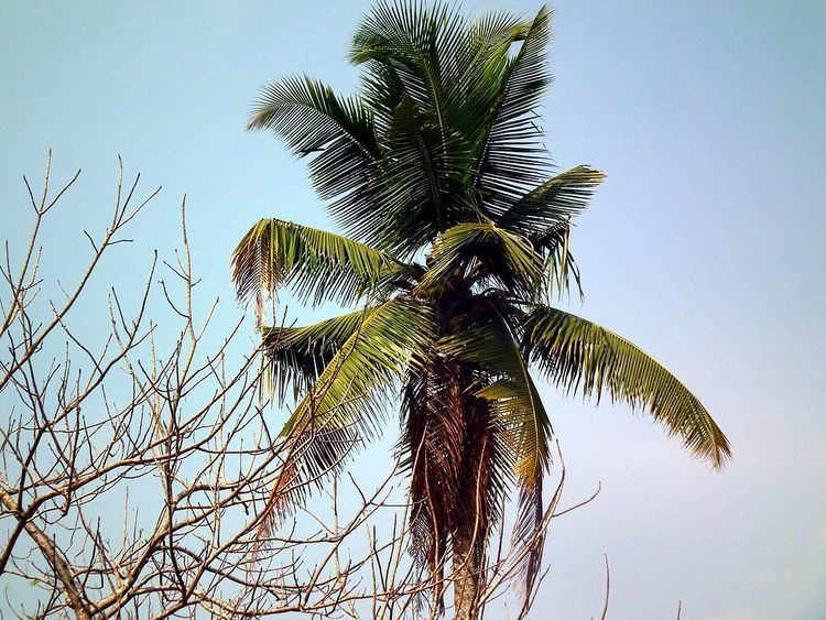 Coconut production in Kerala