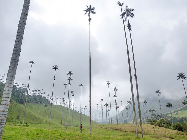 Cocora valley Cocora Valley Colombia Travel 365 National Geographic