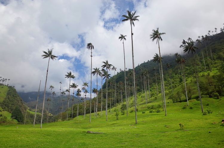 Cocora valley Salento and hiking the Cocora Valley Chillies in everything