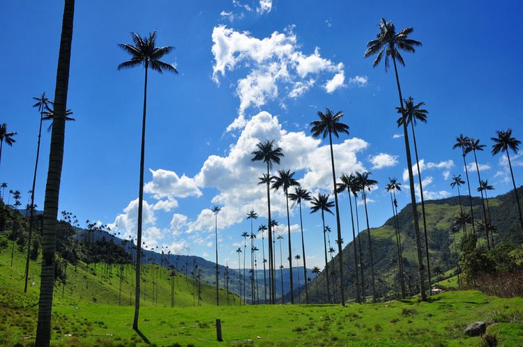 Cocora valley Palms and Willies Colombia39s Spectacular Cocora Valley Colombia