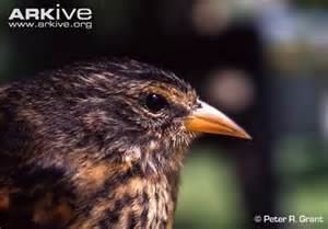 Cocos finch More on Pinaroloxias inornata Cocos Finch