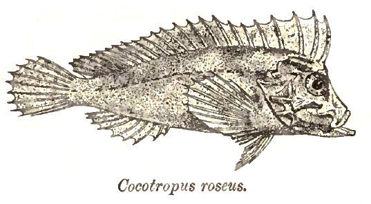 Cocotropus