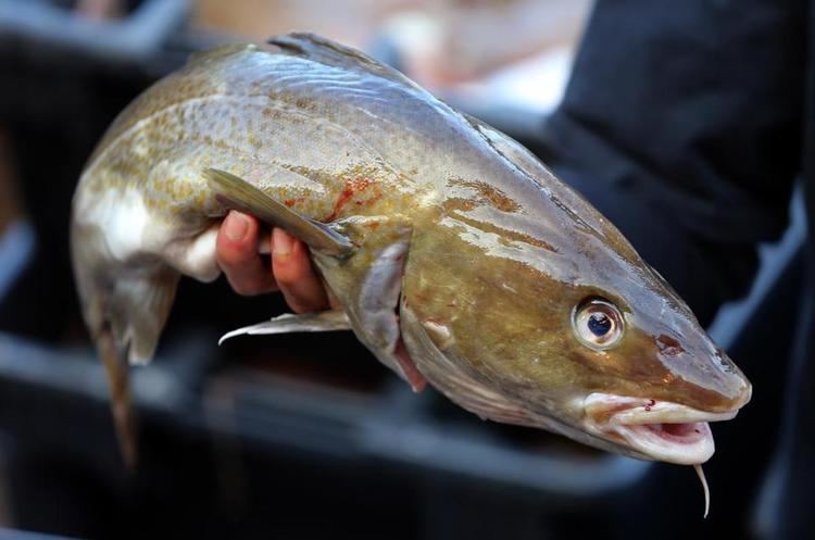 Cod Climate change seen contributing to collapse of cod stocks off New