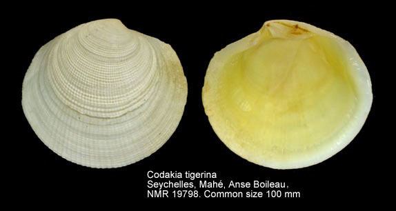 Codakia HomeNATURAL HISTORY MUSEUM ROTTERDAM Mollusca Bivalvia