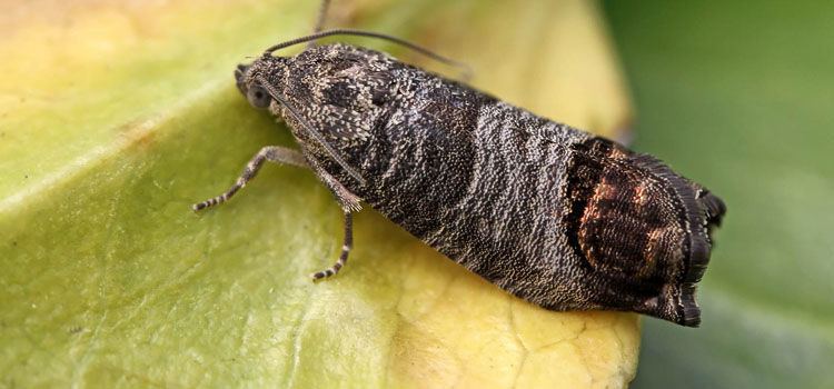 Codling moth Codling Moth Guide