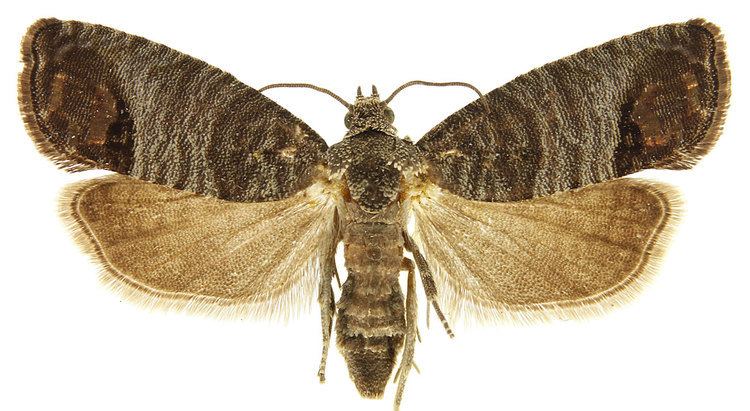 Codling moth idtoolsorgidlepstortailargeimagesCydiapomo