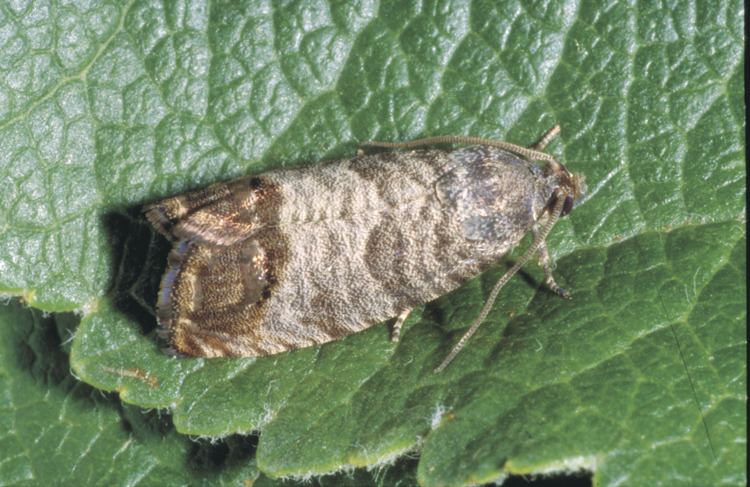 Codling moth Codling moth declared pest Department of Agriculture and Food