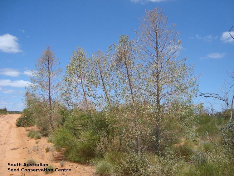 Codonocarpus Seeds of South Australia