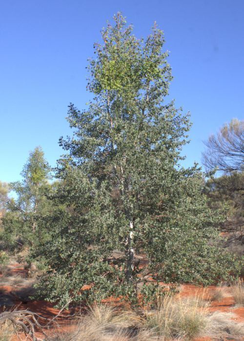 Codonocarpus Australian Desert Plants Gyrostemonaceae