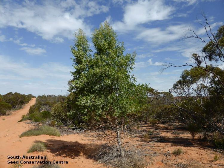 Codonocarpus Codonocarpus cotinifolius