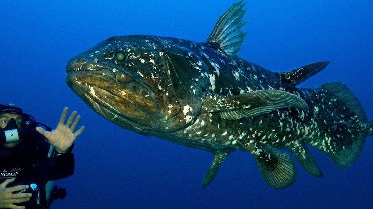 Coelacanth Coelacanth YouTube