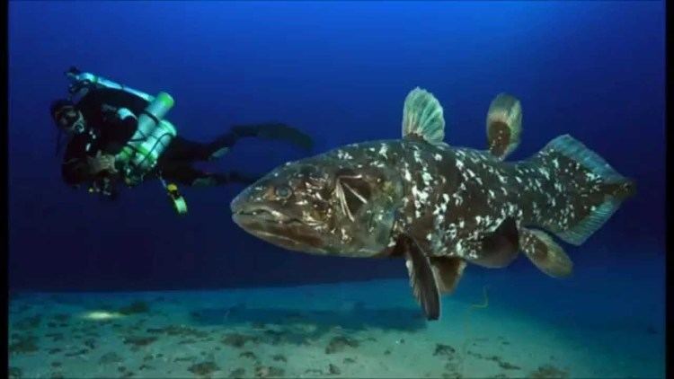 Coelacanth Coelacanth Ancient Fish in Indonesian Waters YouTube