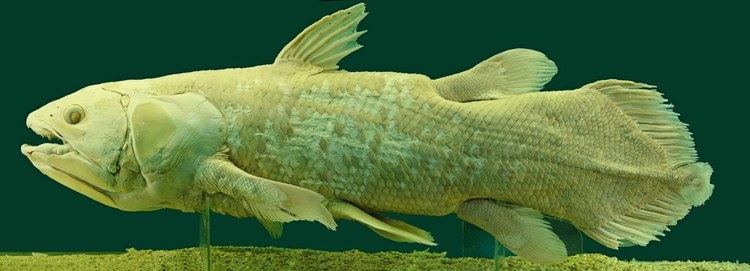 Coelacanth The Creature Feature 10 Fun Facts About the Coelacanth WIRED