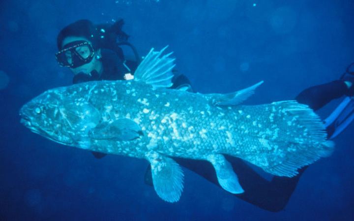 Coelacanth Smithsonian Institution The Coelacanth More Living than Fossil