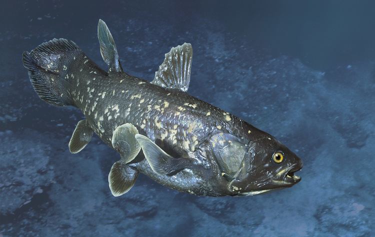 Coelacanth How the Coelacanth Works HowStuffWorks