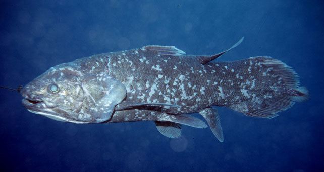 Coelacanth Smithsonian Institution The Coelacanth More Living than Fossil