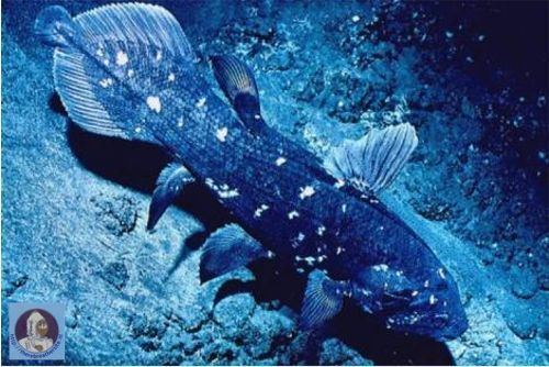 Coelacanthus The finding of the Coelacanthus