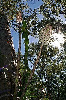 Coelandria smillieae httpsuploadwikimediaorgwikipediacommonsthu