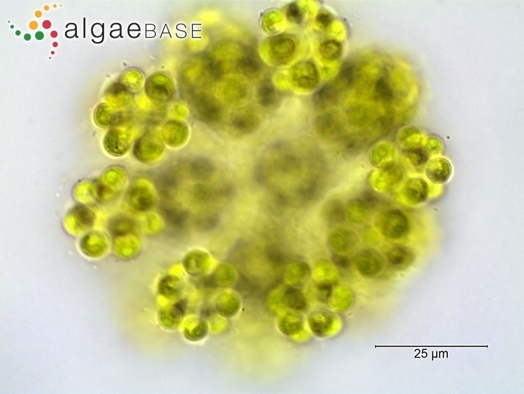 Coelastrum Coelastrum microporum Ngeli Algaebase