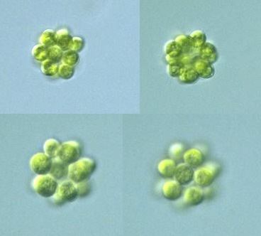 Coelastrum Coelastrum microporum Green alga