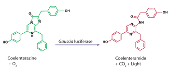 Coelenterazine Gaussia Luciferase is one of the brightest fluorescent proteins with