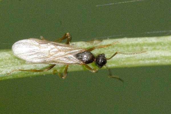 Coelinidea elegans
