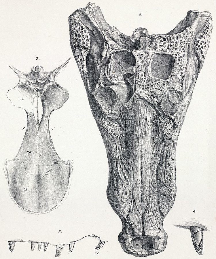 Coelognathosuchia